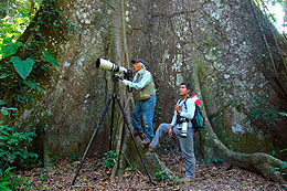 bird watching in the rain forest bird watching in the rain forest