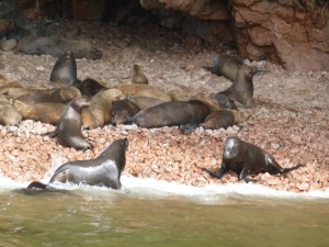 Islas Ballestas south coast Islas Ballestas south coast