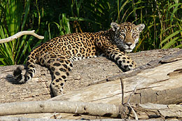 jaguar in Manu Biosphere Reserve in Peru jaguar in Manu Biosphere Reserve Peru