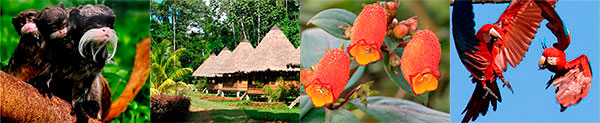 Manu National Park Manu National Park