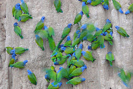 parrots clay lick Manu expedition Peru parrots clay lick Manu expedition