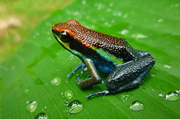 frog in the rain forest in Peru frog in the rain forest Peru